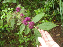 Callicarpa rubella