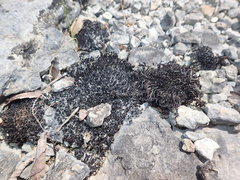 Schistidium apocarpum