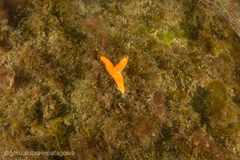 Allostichaster capensis