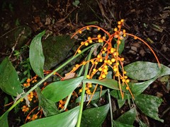 Chamaedorea oblongata