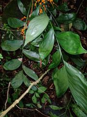 Chamaedorea oblongata