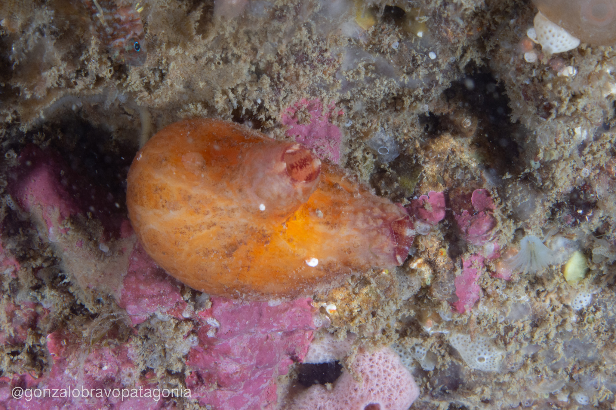 Asterocarpa humilis (Heller, 1878)