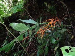 Chamaedorea oblongata