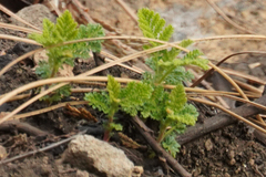 Chamaebatia foliolosa