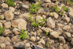 Chamaebatia foliolosa