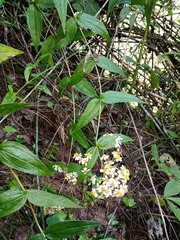Alloispermum