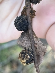 Burnettweldia corallina