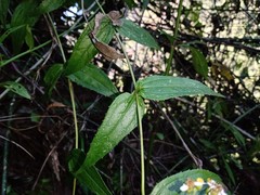 Alloispermum