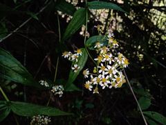 Alloispermum