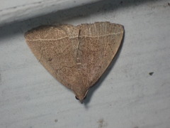 Zanclognatha marcidilinea