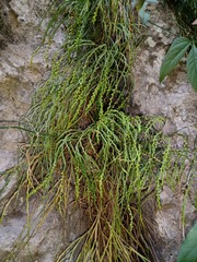 Psilotum