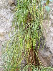 Psilotum