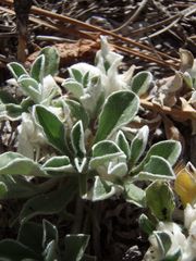 Antennaria marginata