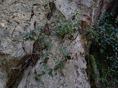 Loxothysanus sinuatus