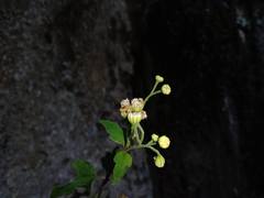 Loxothysanus sinuatus