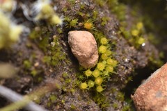 Pleuridium acuminatum