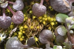 Pleuridium acuminatum