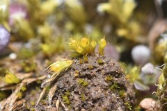 Pleuridium acuminatum