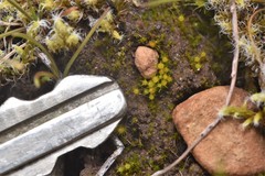 Pleuridium acuminatum