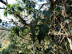 Critoniinae