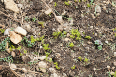 Chamaebatia foliolosa