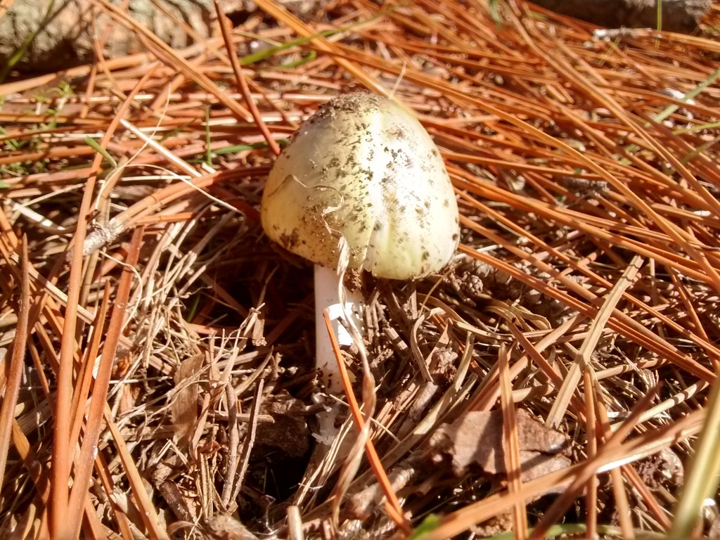 Amanita phalloides · May 2016 · photo: © laurabm2020 (iNaturalist, cc-by)