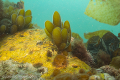 Adenocystis utricularis