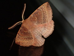 Anthela repleta
