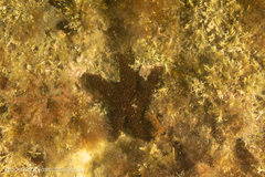 Anasterias antarctica