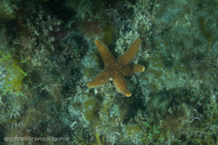 Anasterias antarctica