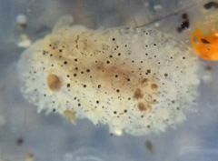 Acanthodoris rhodoceras