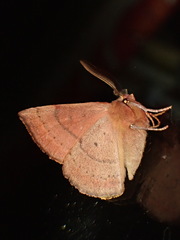 Anthela repleta