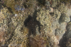 Anasterias antarctica