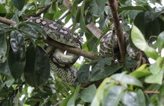 Morelia spilota mcdowelli
