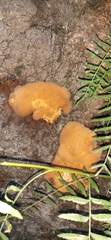 Fungi