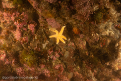 Allostichaster capensis