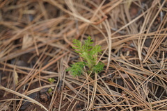 Chamaebatia foliolosa