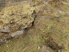 Pleuridium acuminatum