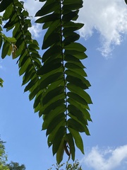 Duabanga grandiflora
