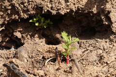 Chamaebatia foliolosa