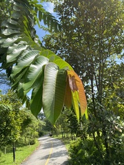 Duabanga grandiflora