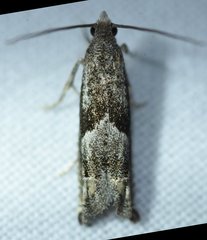 Epiblema minutana