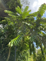 Duabanga grandiflora