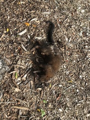 Trichosurus johnstonii