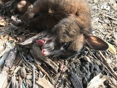 Trichosurus johnstonii