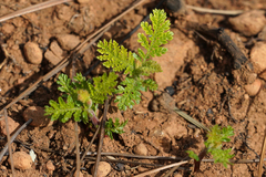 Chamaebatia foliolosa