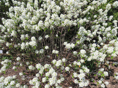 Amelanchier stolonifera