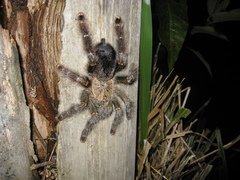 Avicularia rufa
