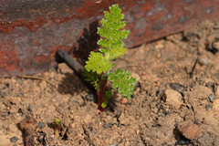 Chamaebatia foliolosa