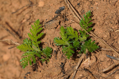 Chamaebatia foliolosa